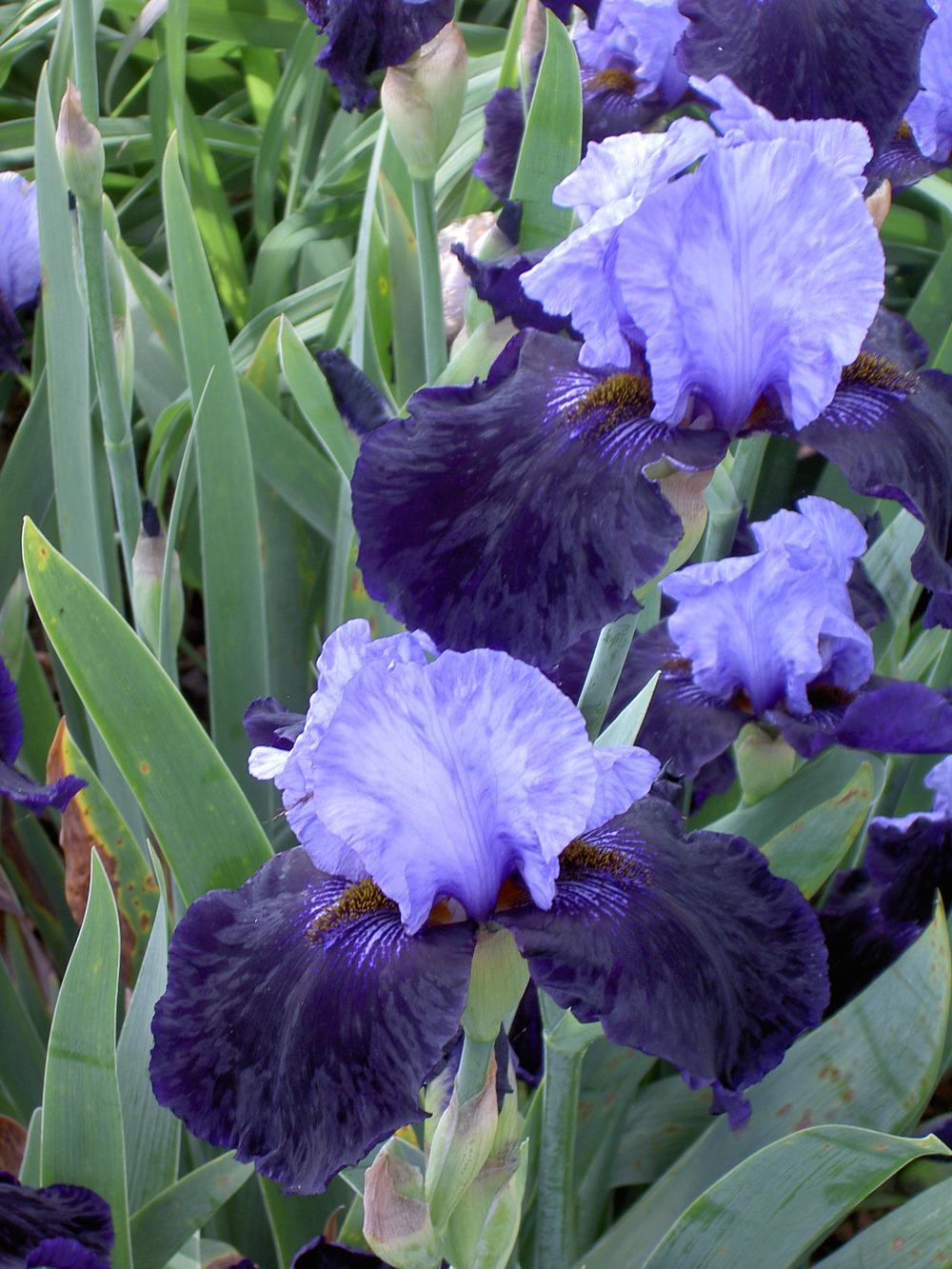 Photo of Tall Bearded Iris (Iris 'Dangerous Mood') uploaded by Muddymitts
