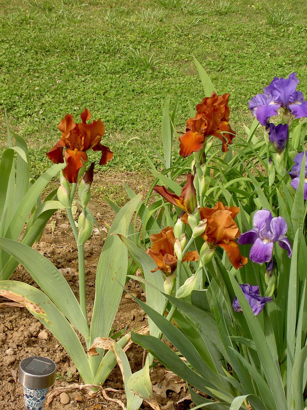 Photo of Tall Bearded Iris (Iris 'Copper Mountain') uploaded by Muddymitts