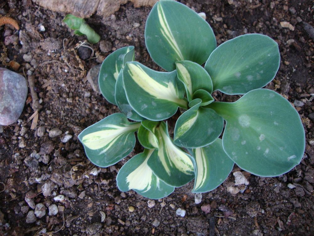 Photo of Hosta 'Snow Mouse' uploaded by Paul2032
