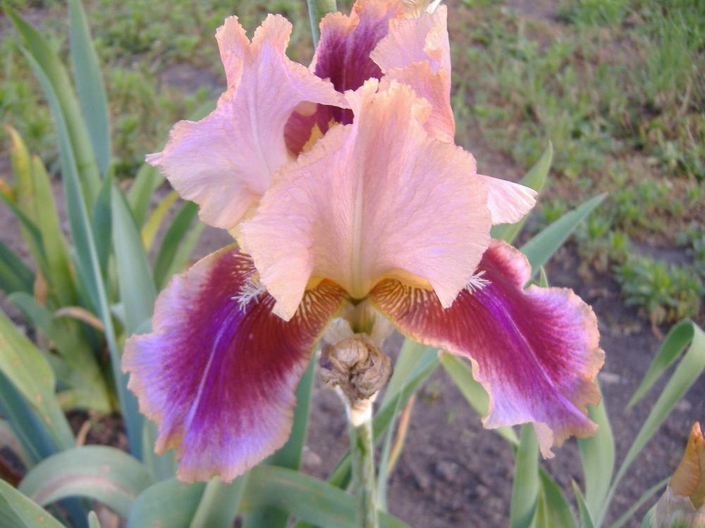 Photo of Tall Bearded Iris (Iris 'Triumphal Entry') uploaded by tveguy3