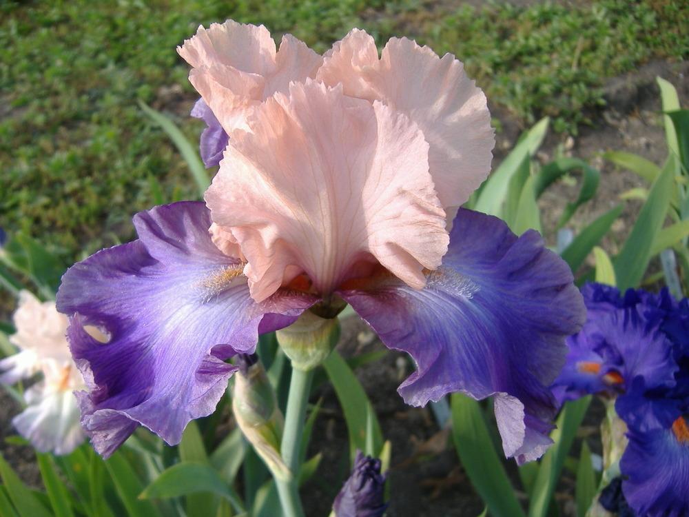 Photo of Tall Bearded Iris (Iris 'Poem of Ecstasy') uploaded by tveguy3