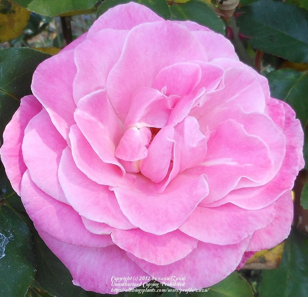 Photo of Rose (Rosa 'Aquarius') uploaded by zuzu