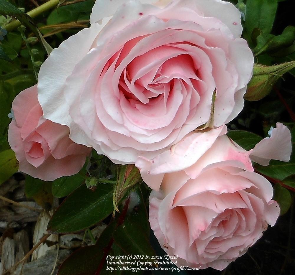 Photo of Rose (Rosa 'Bridal Pink') uploaded by zuzu