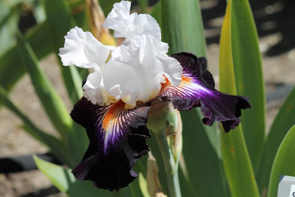 Photo of Tall Bearded Iris (Iris 'Cosmic Celebration') uploaded by ARUBA1334