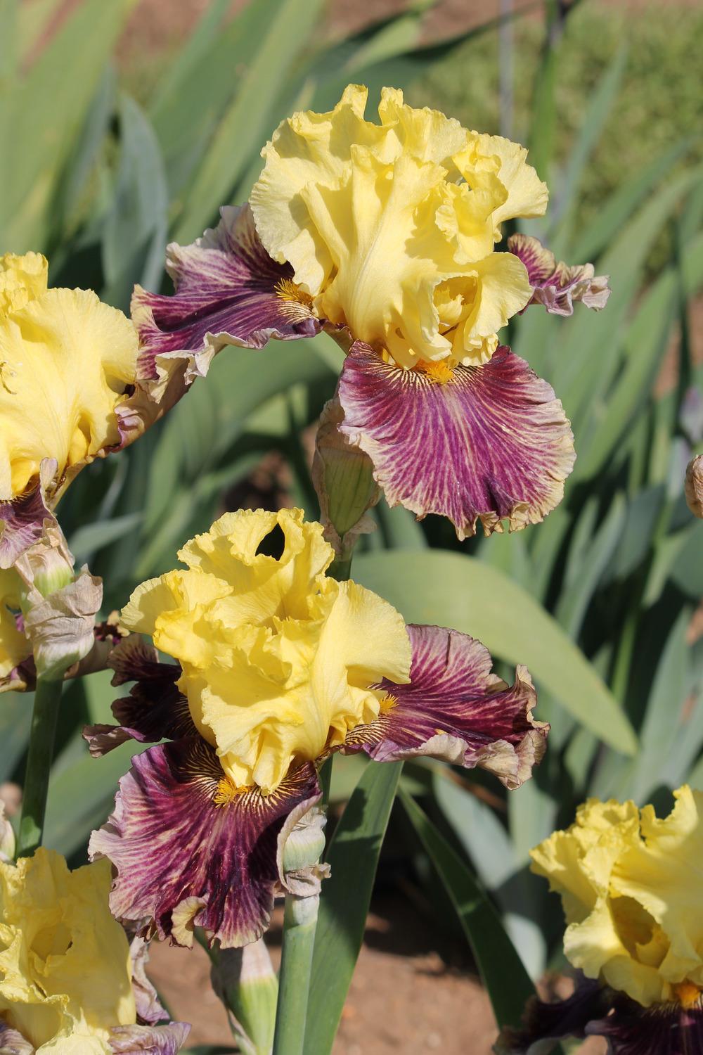 Photo of Tall Bearded Iris (Iris 'Treasure Trader') uploaded by ARUBA1334