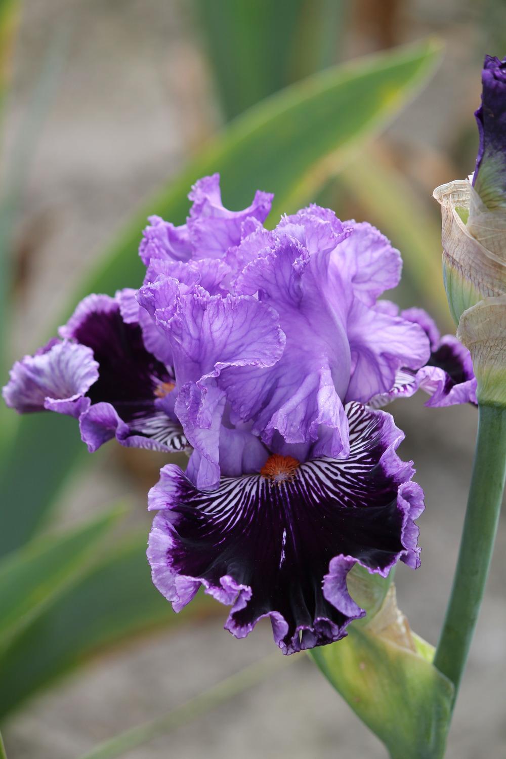 Photo of Tall Bearded Iris (Iris 'By Jeeves') uploaded by ARUBA1334