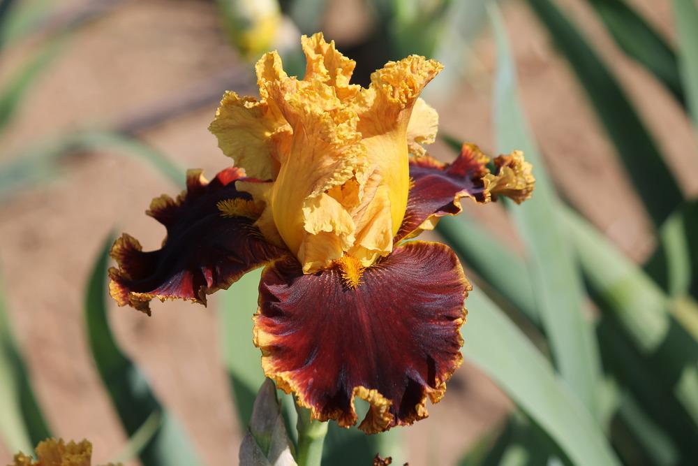 Photo of Tall Bearded Iris (Iris 'Stop the Traffic') uploaded by ARUBA1334