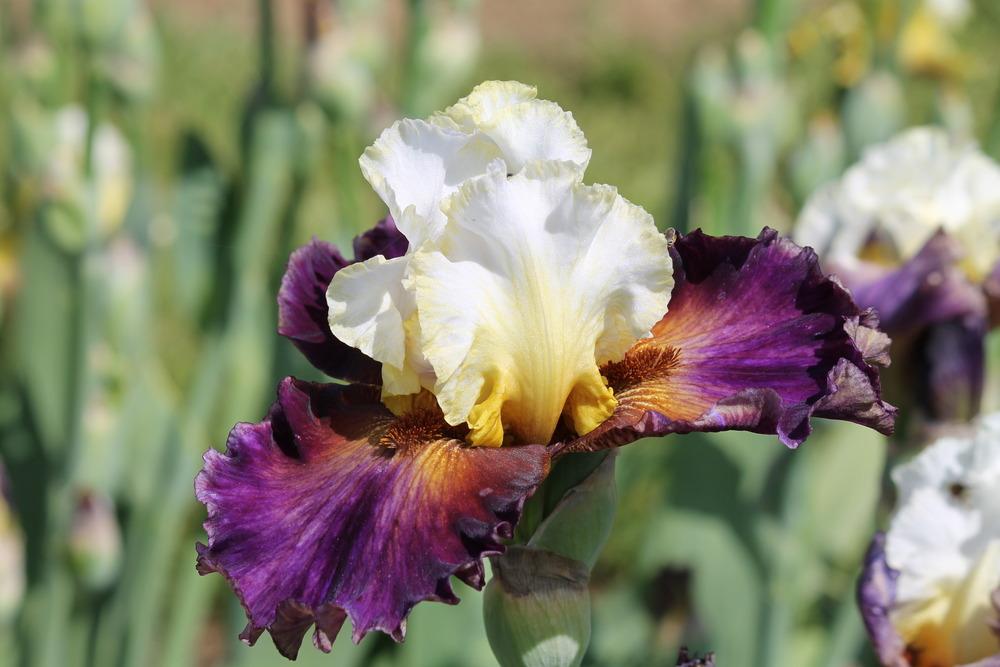Photo of Tall Bearded Iris (Iris 'Trumped') uploaded by ARUBA1334