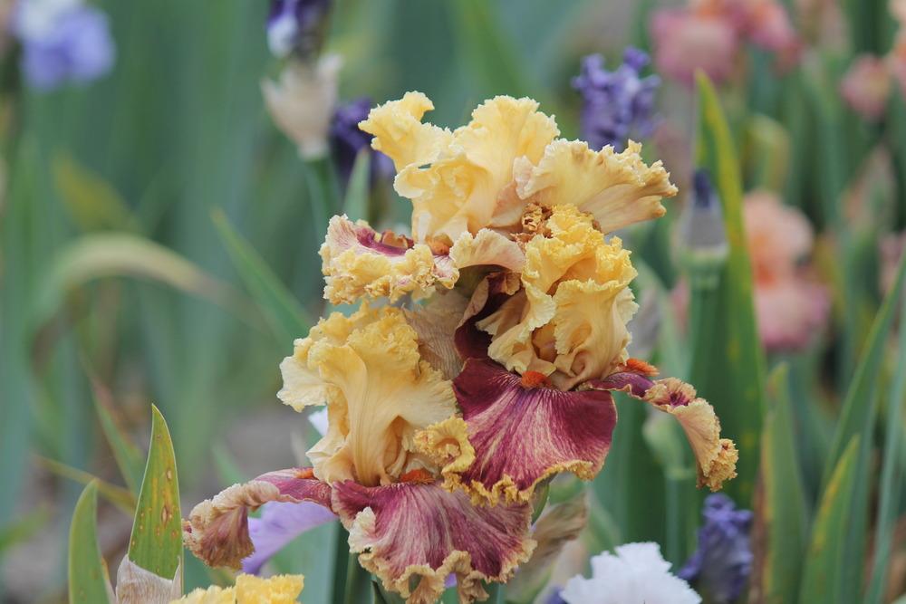 Photo of Tall Bearded Iris (Iris 'Italian Master') uploaded by ARUBA1334