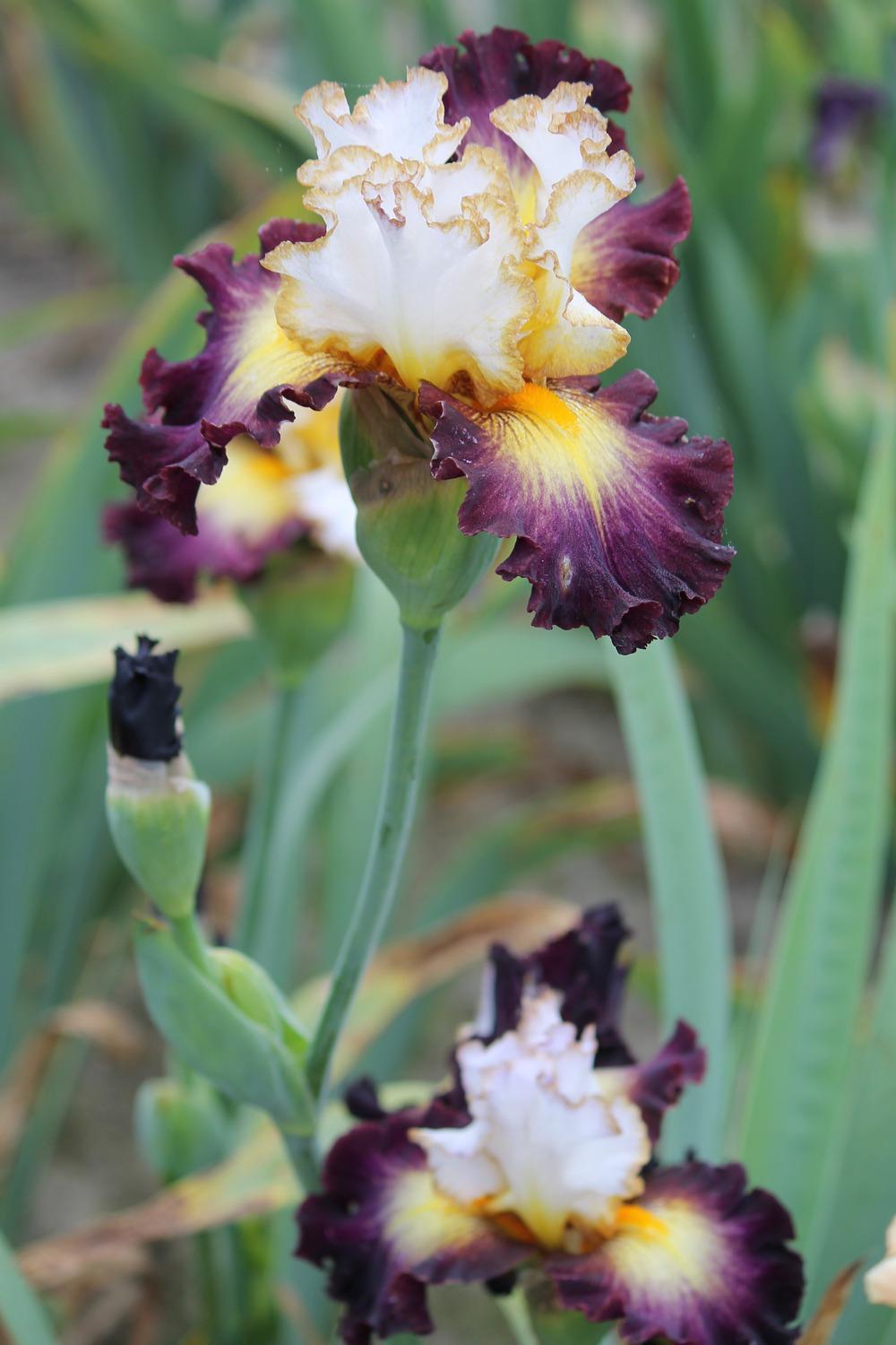 Photo of Tall Bearded Iris (Iris 'Superhero') uploaded by ARUBA1334