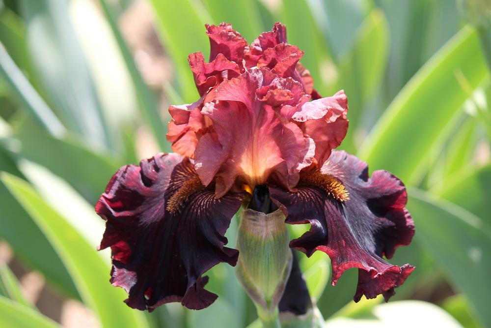 Photo of Tall Bearded Iris (Iris 'Smoky Shadows') uploaded by ARUBA1334