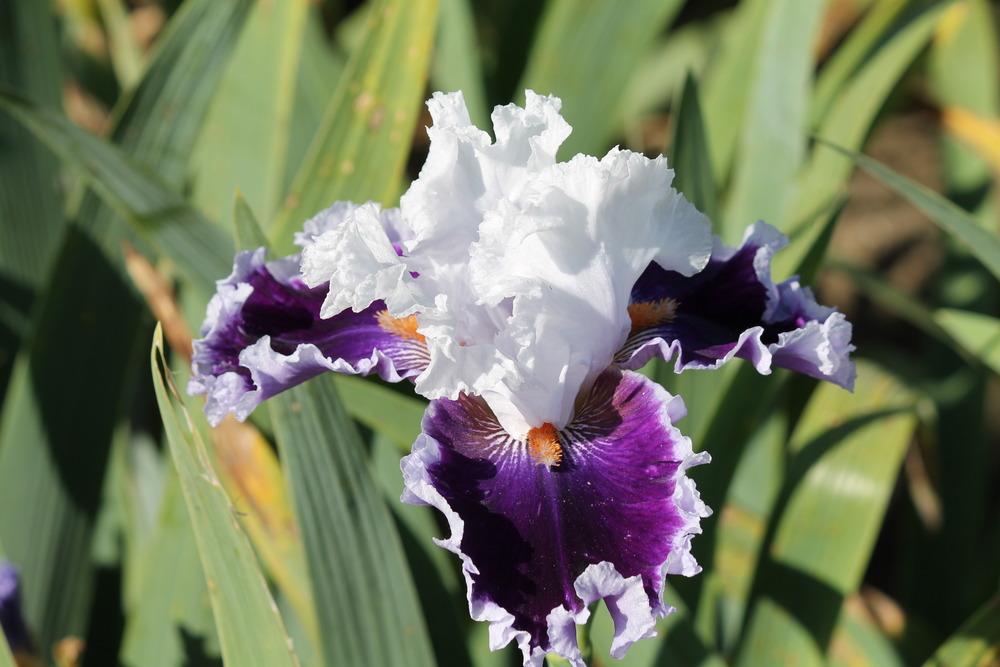 Photo of Tall Bearded Iris (Iris 'Bravery') uploaded by ARUBA1334
