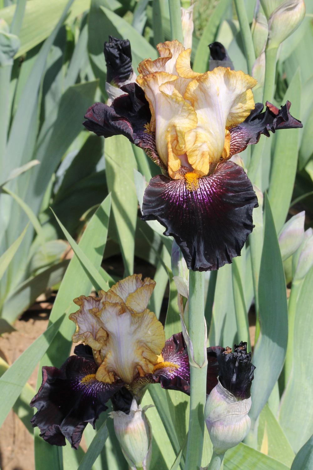 Photo of Tall Bearded Iris (Iris 'Rum and Coke') uploaded by ARUBA1334
