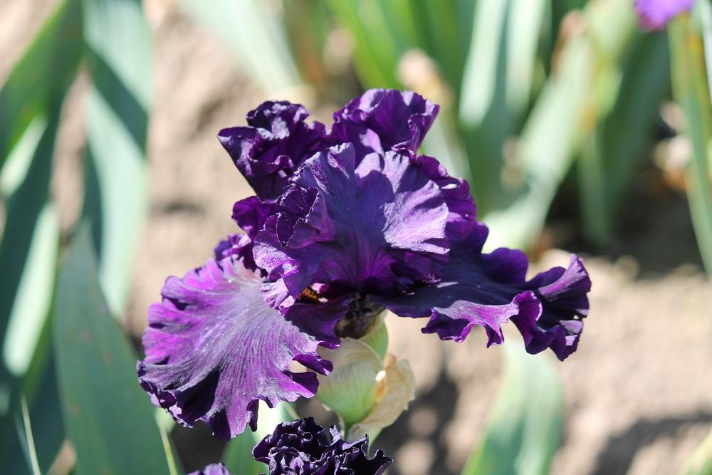 Photo of Tall Bearded Iris (Iris 'Noble Gesture') uploaded by ARUBA1334