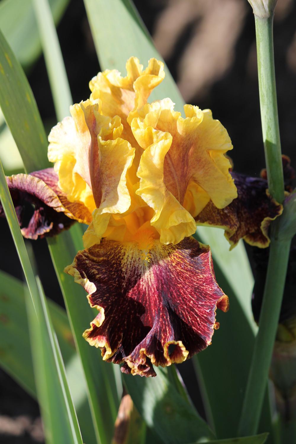 Photo of Border Bearded Iris (Iris 'Boy Genius') uploaded by ARUBA1334