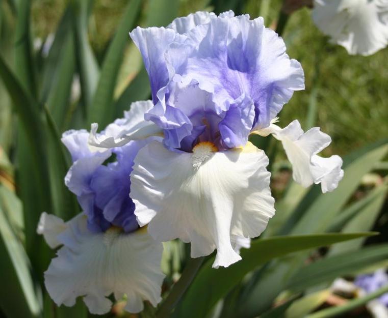 Photo of Tall Bearded Iris (Iris 'Alpenview') uploaded by KentPfeiffer