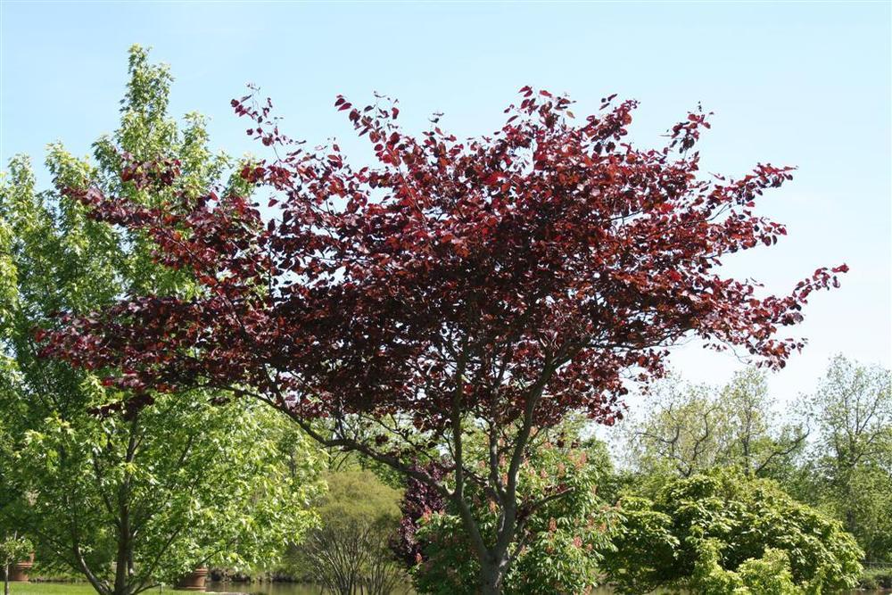 Photo of Eastern Redbud (Cercis canadensis 'Forest Pansy') uploaded by KentPfeiffer
