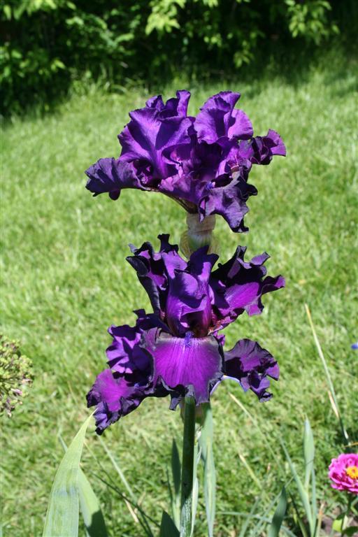 Photo of Tall Bearded Iris (Iris 'Diabolique') uploaded by KentPfeiffer