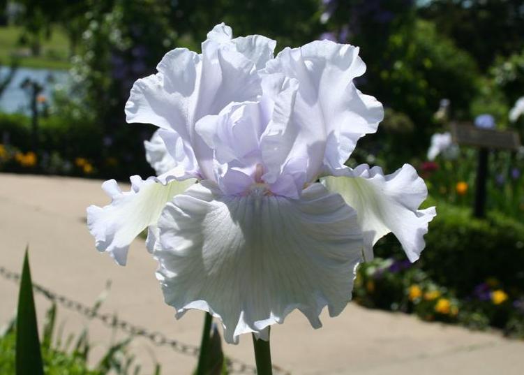 Photo of Tall Bearded Iris (Iris 'Silverado') uploaded by KentPfeiffer