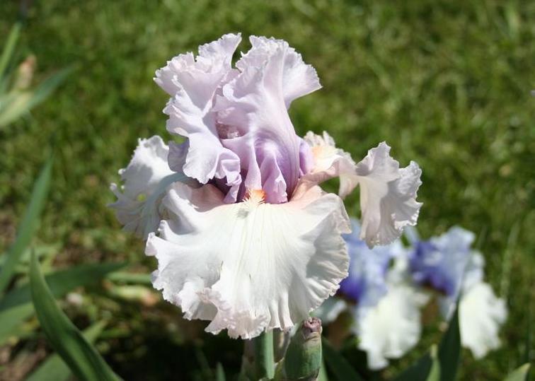 Photo of Tall Bearded Iris (Iris 'Fogbound') uploaded by KentPfeiffer