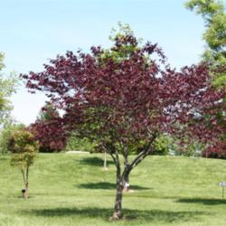 Location: Overland Park Arboretum in Overland Park, KS
Date: 2009-05-18