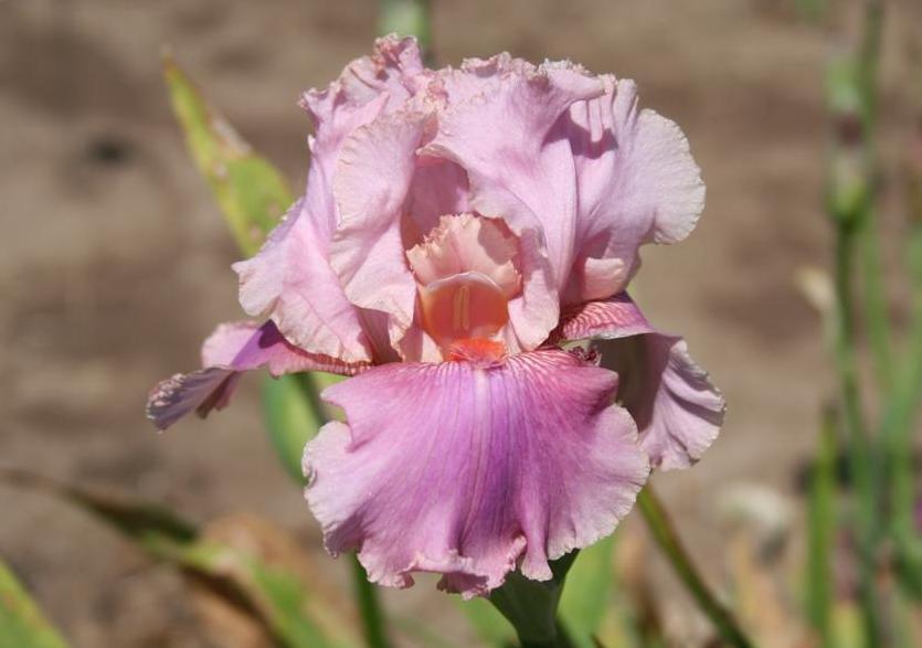 Photo of Tall Bearded Iris (Iris 'Okapi Poppy') uploaded by KentPfeiffer