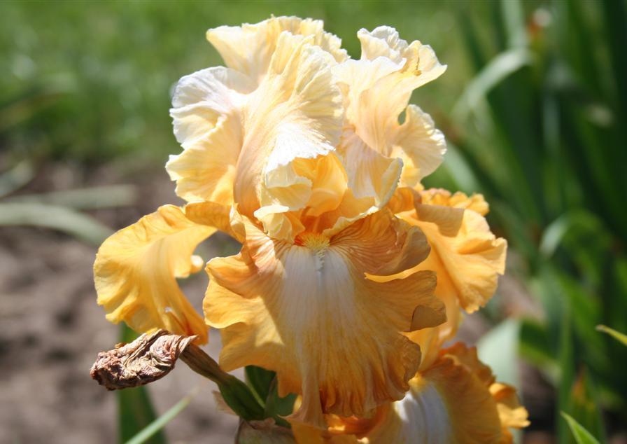 Photo of Tall Bearded Iris (Iris 'Honeycomb') uploaded by KentPfeiffer