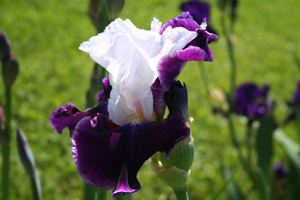Photo of Tall Bearded Iris (Iris 'Passion and Purity') uploaded by KentPfeiffer