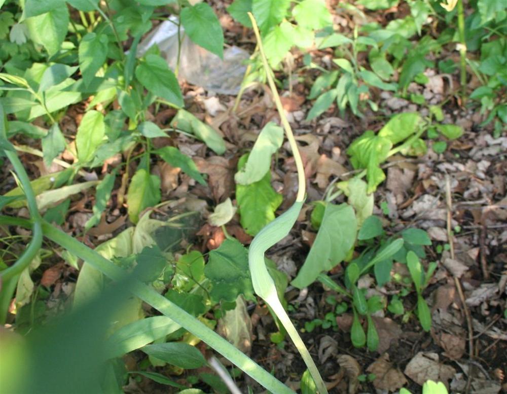 Photo of Greendragon (Arisaema dracontium) uploaded by KentPfeiffer