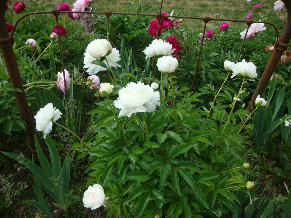 Photo of Peony (Paeonia lactiflora 'Shirley Temple') uploaded by Paul2032