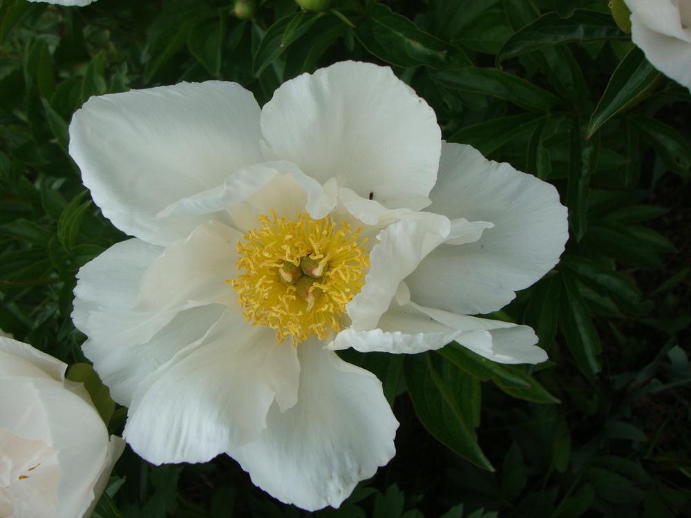 Photo of Peony (Paeonia lactiflora 'Krinkled White') uploaded by Paul2032