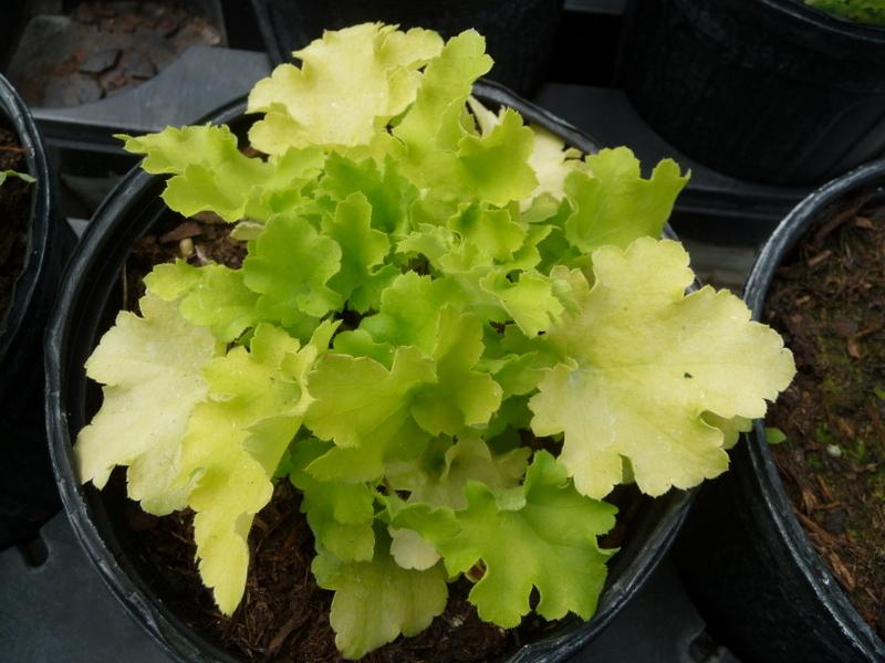Photo of Coral Bells (Heuchera 'Lime Marmalade') uploaded by gardengus