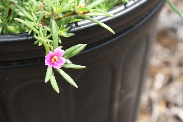 Photo of Kiss Me Quick (Portulaca pilosa) uploaded by gingin