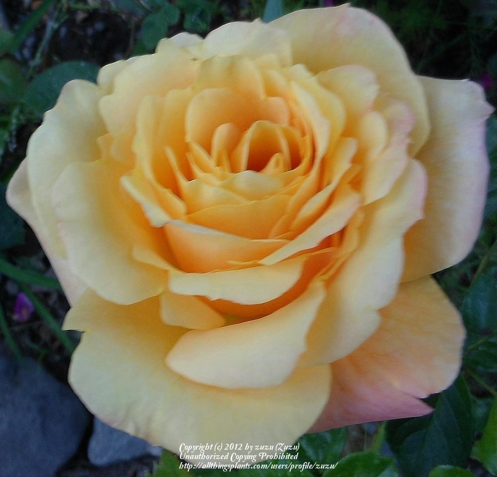 Photo of Rose (Rosa 'Devotion 2003') uploaded by zuzu