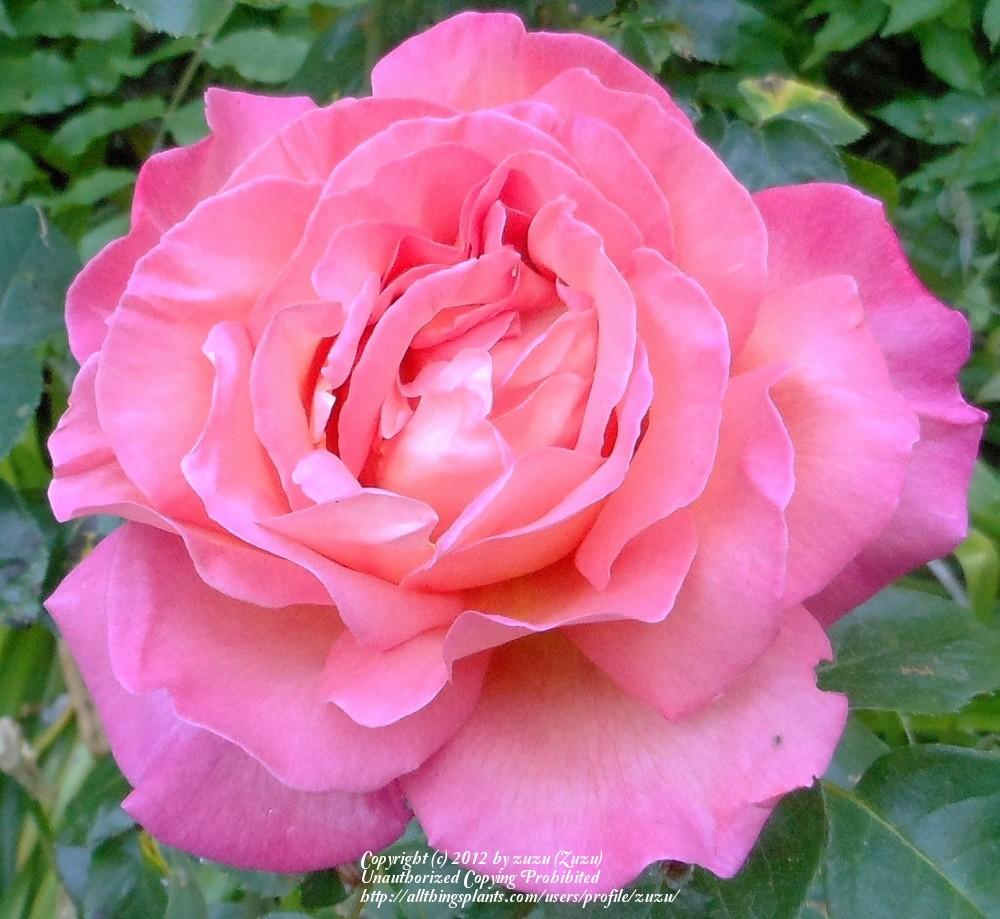 Photo of Rose (Rosa 'Chicago Peace') uploaded by zuzu