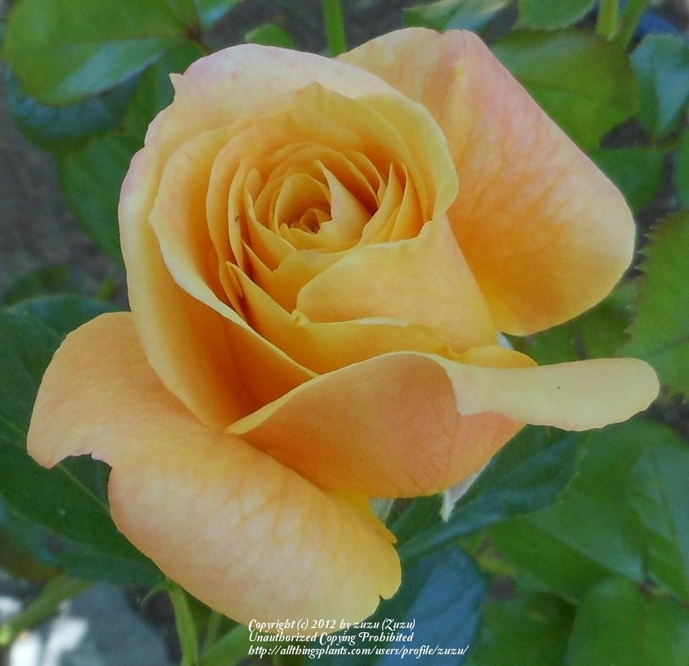 Photo of Rose (Rosa 'Devotion 2003') uploaded by zuzu