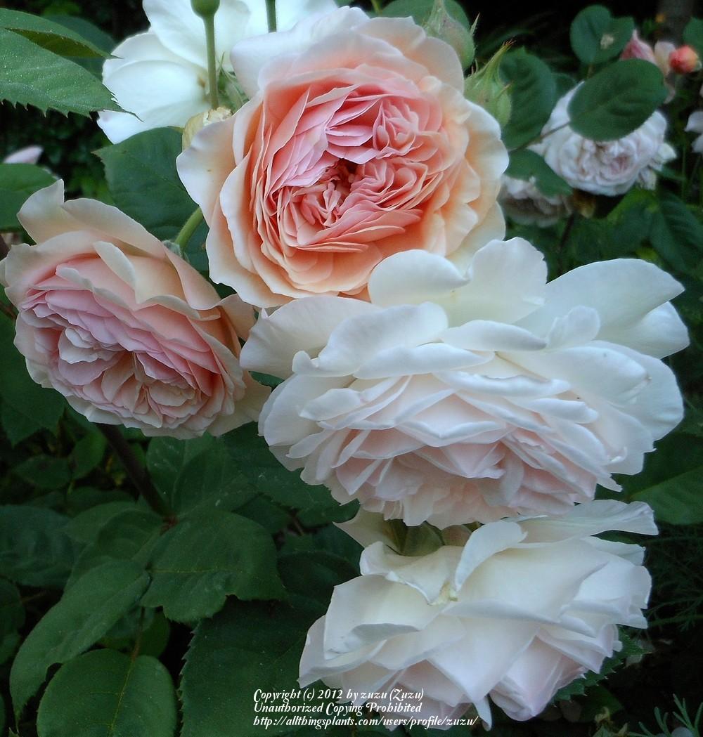 Photo of English Shrub Rose (Rosa 'Leander') uploaded by zuzu