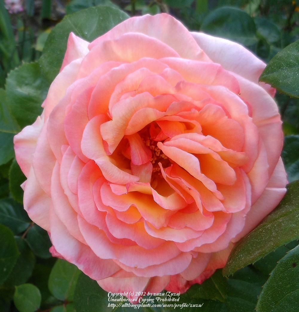 Photo of Rose (Rosa 'Glowing Peace') uploaded by zuzu