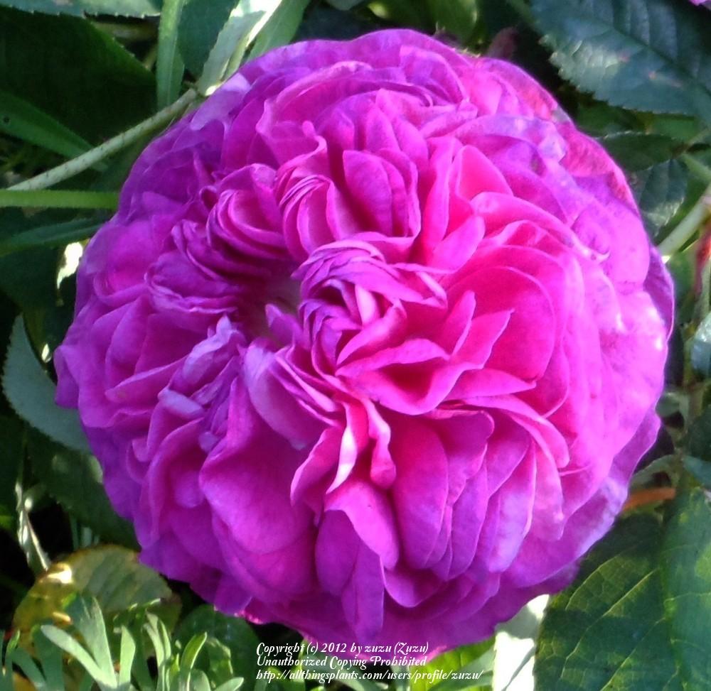 Photo of Gallica Rose (Rosa 'Charles de Mills') uploaded by zuzu