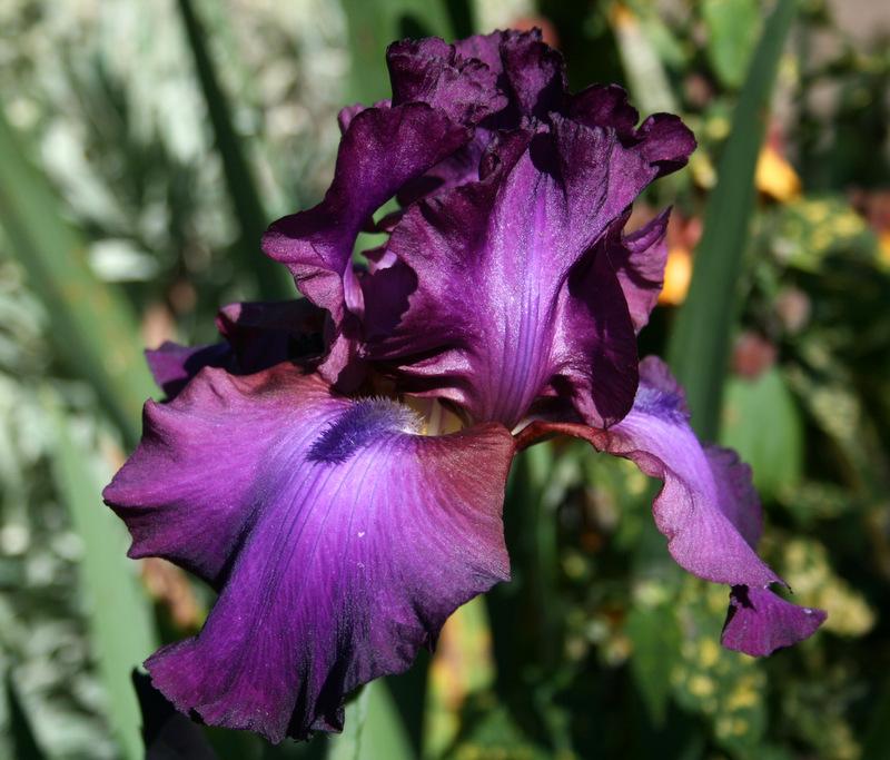 Photo of Tall Bearded Iris (Iris 'Gypsy Romance') uploaded by Calif_Sue