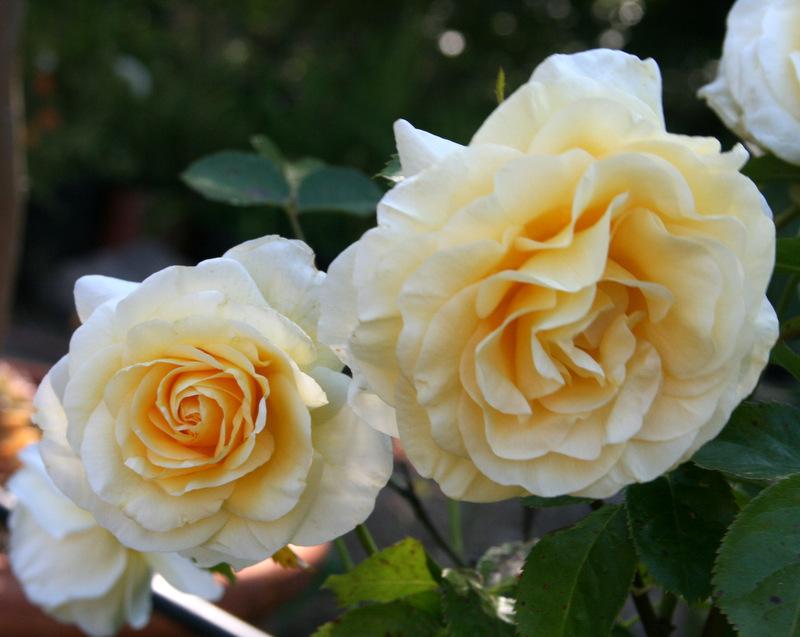 Photo of Rose (Rosa 'Sunshine Daydream') uploaded by Calif_Sue