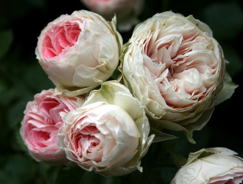 Photo of Shrub Rose (Rosa 'Pompon Flower Circus') uploaded by Calif_Sue