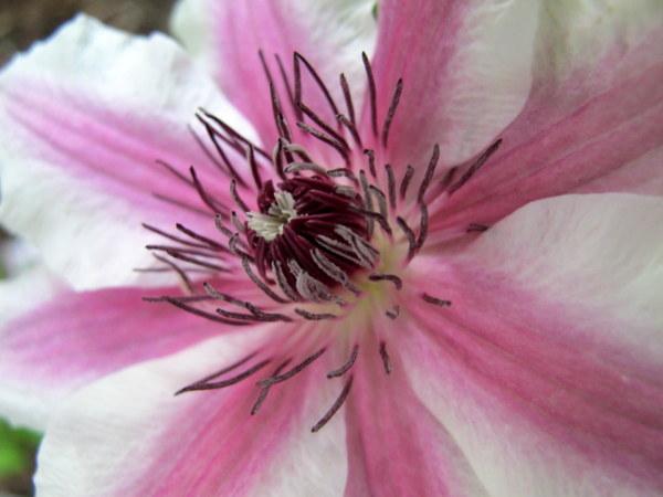 Photo of Clematis 'Carnaby' uploaded by goldfinch4