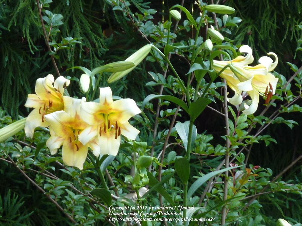 Photo of Lily (Lilium Luminaries) uploaded by sandnsea2