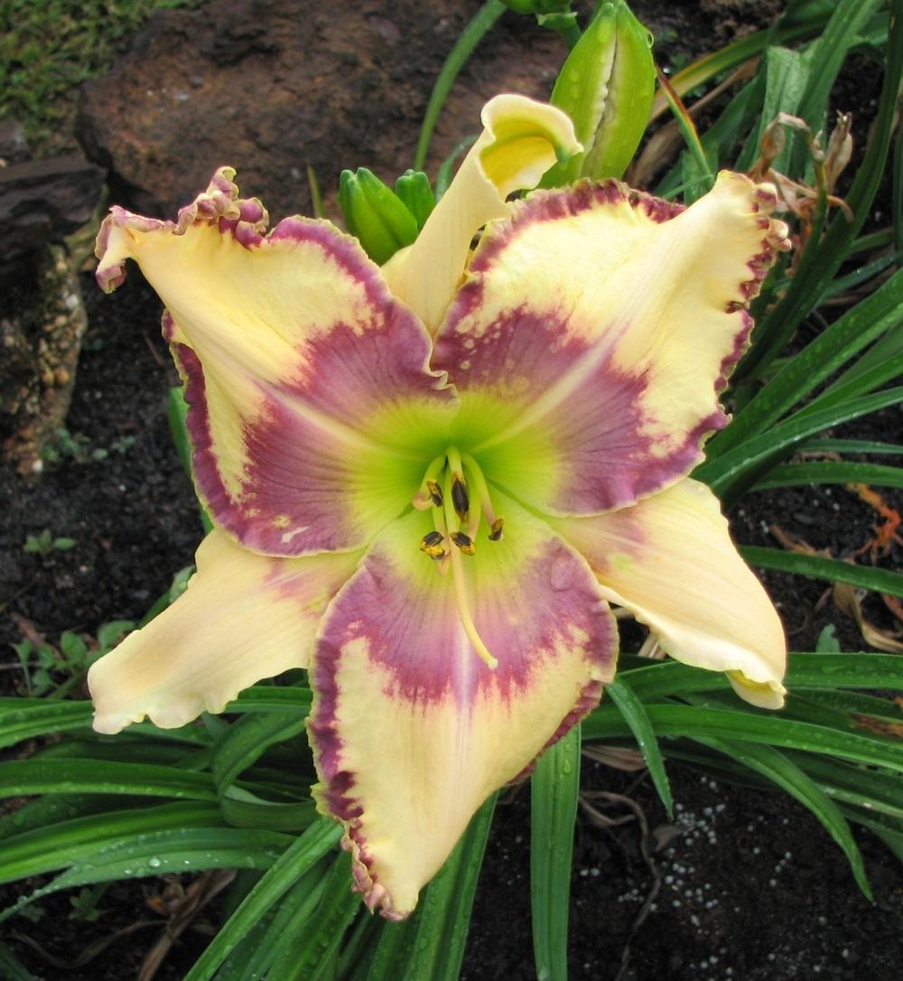 Photo of Daylily (Hemerocallis 'Dancing Dreams') uploaded by tink3472