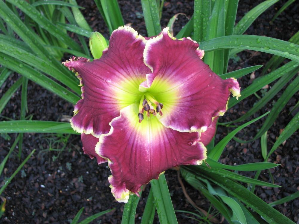 Photo of Daylily (Hemerocallis 'Violet Becomes You') uploaded by tink3472