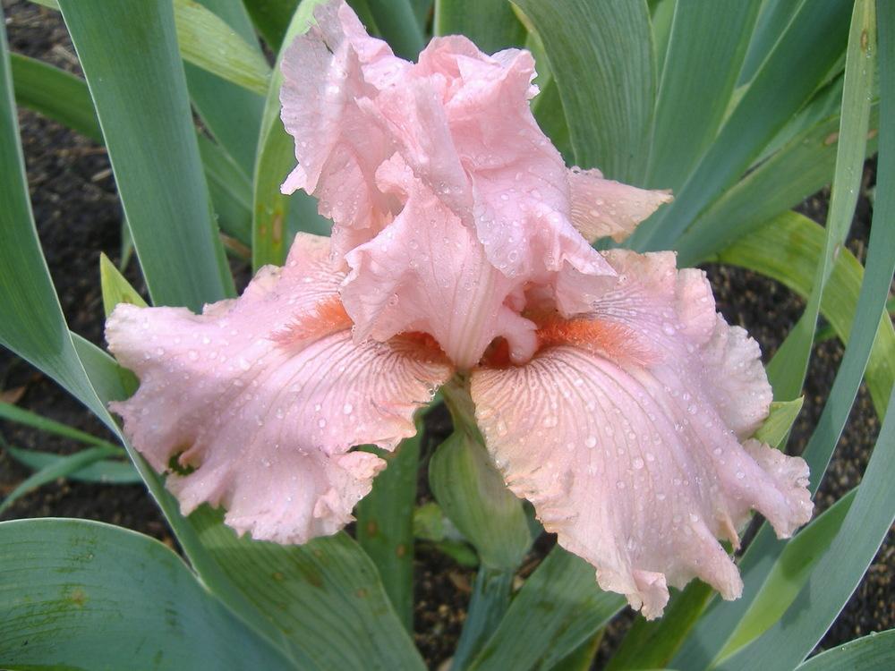 Photo of Tall Bearded Iris (Iris 'Looking for Love') uploaded by tveguy3