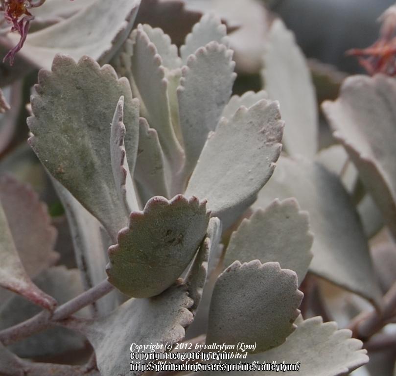 Photo of Flower Dust Plant (Kalanchoe pumila) uploaded by valleylynn