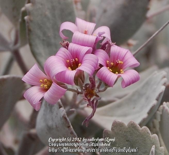 Photo of Flower Dust Plant (Kalanchoe pumila) uploaded by valleylynn