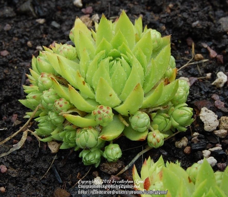 Photo of Rollers (Sempervivum globiferum subsp. hirtum 'Borealis') uploaded by valleylynn